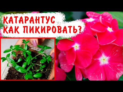 Видео: КАК ПРАВИЛЬНО ПИКИРОВАТЬ КАТАРАНТУС?