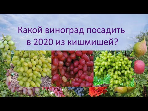 Видео: @Какой виноград посадить в 2020, Велес, Гелиодор или Соломия