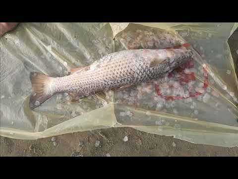 Видео: Багаевский летний пеленгас на 2.500.