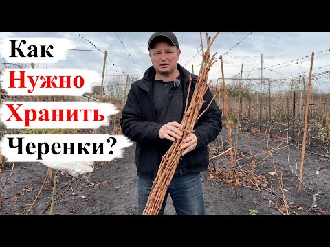 Видео: САМЫЕ НАДЁЖНЫЕ Способы ХРАНЕНИЯ ЧЕРЕНКОВ Винограда!