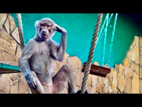 Видео: Наша Люська ОЧЕНЬ УМНАЯ И ЛОВКАЯ, она сделает все ради внимания Елисея! 