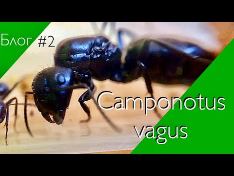 Видео: Camponotus vagus ЧЕРНВЕ ЕГЕРИ