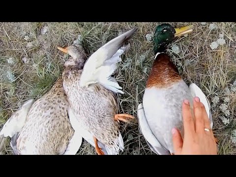 Видео: ПОЛЗКОМ за октябрьскими КРЯКВАМИ! Охота на утку с подхода!