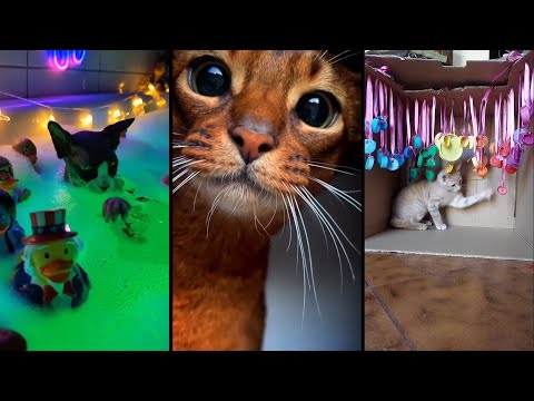Видео: Cute and funny CATS.🐱 And Some Just Interesting Moments.😻Videos🔶 Сompilation # 2🔶