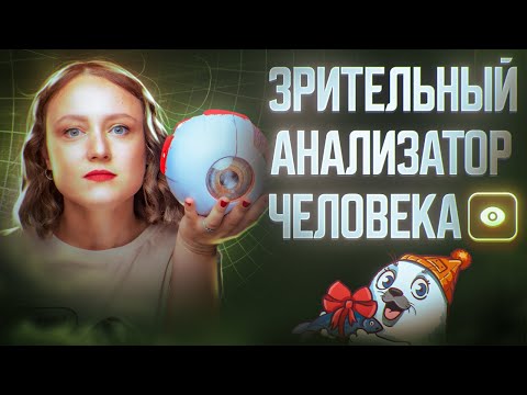 Видео: Зрительные анализаторы человека | ЕГЭ-2025 по биологии