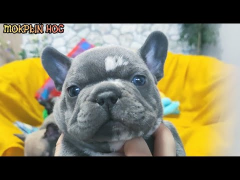 Видео: Германия, щенки французского бульдога. Мокрый нос.