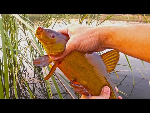 Видео: РЫБАЛКА В КАМЫШЕ, КРУПНЫЕ РЫБИНЫ КЛЮЮТ! ЛОВЛЯ ЛИНЯ НА УДОЧКУ! Рыбалка на поплавок гусиное перо