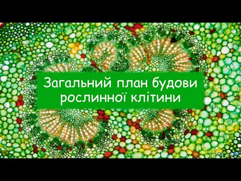 Видео: Загальний план будови рослинної клітини