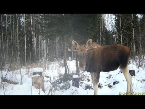 Видео: Проверяю капканы. В объективе соболя, лоси. Продолжаю рассказ.