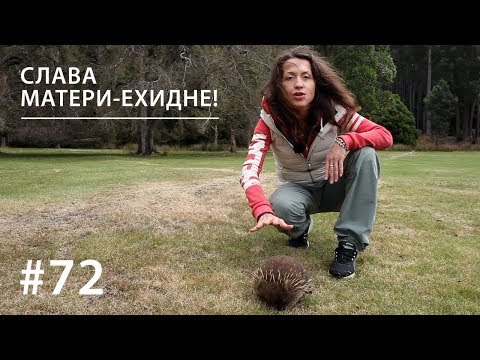 Видео: СЛАВА МАТЕРИ-ЕХИДНЕ! // Всё как у зверей #72