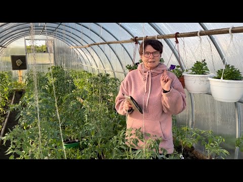 Видео: Начальная формировка томатов от А до Я .