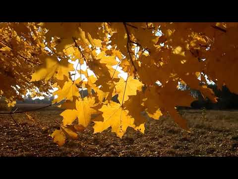 Видео: "Осінь, тепла як весна" - Океан Ельзи