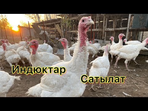 Видео: Индюктар Сатылат Жалал абад Ташбулак Таш кутчу