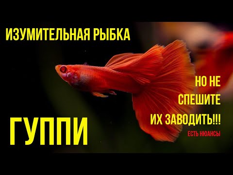 Видео: ГУППИ. Лучшая Аквариумная Рыбка, Если Знать Нюансы.