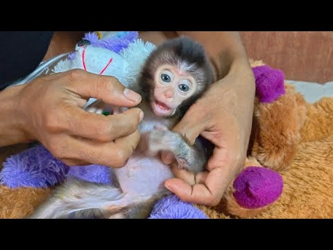 Видео: В ЭТОМ СОСТОЯНИИ У ДЕТЕНЫШЕЙ ОБЕЗЬЯНКИ, ВЕРОЯТНО, НАБЛЮДАЕТСЯ УХУДШЕНИЕ ЗДОРОВЬЯ