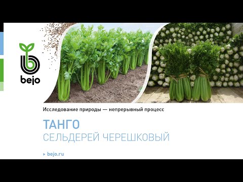 Видео: Черешковый сельдерей Танго