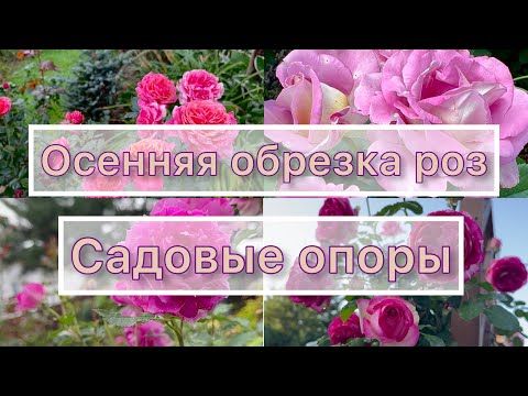 Видео: Начало осеннего цветения роз! Предподготовка розария к зимнему укрытию! Опоры и подвязка роз!