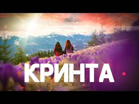 Видео: Полонина КРИНТА 💥 Крокус і Шафран 🌷 ГУЦУЛЬСЬКЕ ПОВСТАННЯ