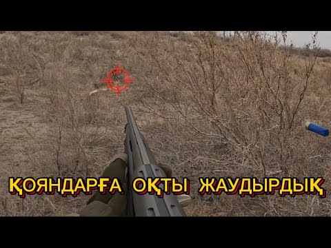 Видео: Өлмейтін қояндар.Ағаларыммен қояндарға оқ жаудырдық.Қоянға аңшылық 2023 @azamatgs