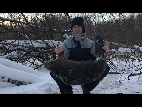 Видео: ОХОТА НА БОБРА.СТАВЛЮ ПРОХОДНЫЕ КАПКАНЫ ПОД ЛЕД.ЗИМОЙ НА ПРИМАНКУ.ПРОВЕРКА + РЕЗУЛЬТАТ!
