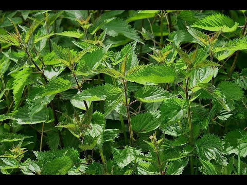 Видео: КРОПИВА   ЯК ДОБРИВО.  РЕЦЕПТИ ПРИГОТУВАННЯ