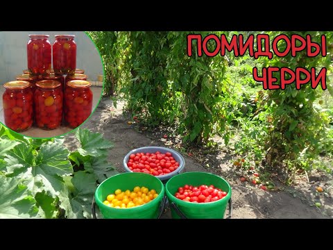 Видео: Помидоры  сорт "Черри".