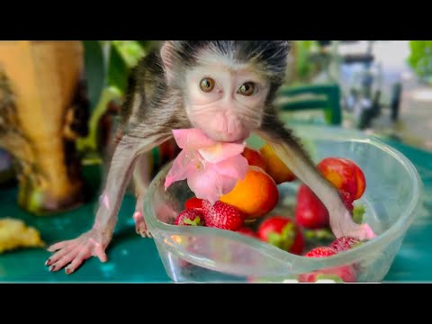 Видео: Люська вышла  на прогулку  и на неё НАПАЛ ПЕТУХ!  Заедаем стресс вкусняхами!