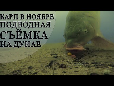 Видео: Карп в Ноябре Подводная съёмка на Дунае