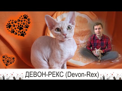 Видео: Девон-рекс (Devon Rex) - КОТ почти без хлопот!