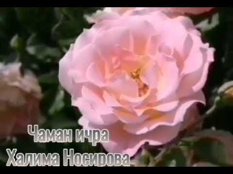 Видео: Чаман ичра Халима Носирова Chaman ichra Halima Nosirova