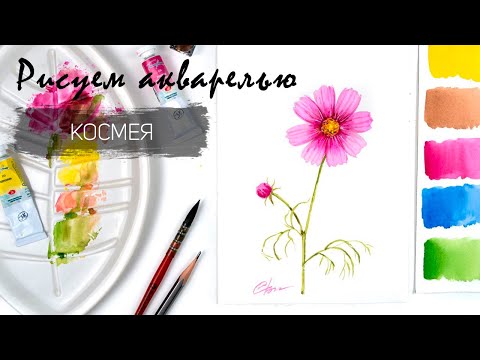 Видео: Рисуем космею. Уроки рисования. Цветы акварелью.