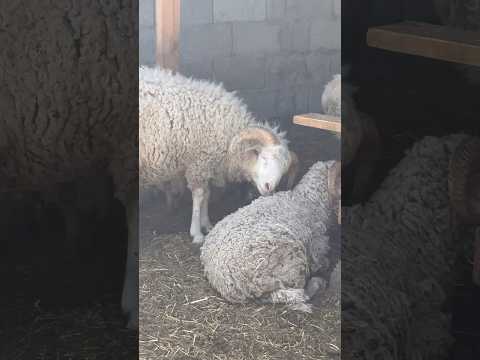 Видео: Ты молодой пацан купил себе баран