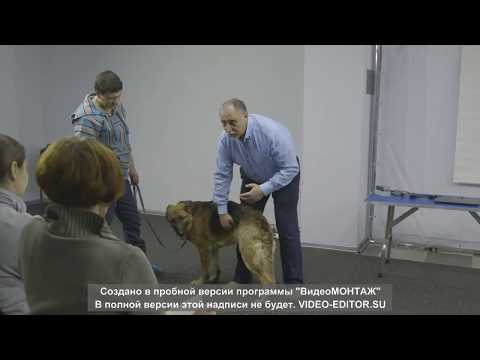 Видео: Отрывок из  семинара "Профилактический массаж для собак"
