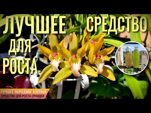 Видео: ❗️ЛУЧШЕЕ СРЕДСТВО ДЛЯ РОСТА ОРХИДЕЙ! ПОДОЙДЕТ ДЛЯ ВСЕХ РАСТЕНИЙ! 💯% НАТУРАЛЬНОЕ АЗОТНОЕ УДОБРЕНИЕ👍