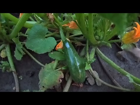 Видео: Жареные кабачки на сковороде