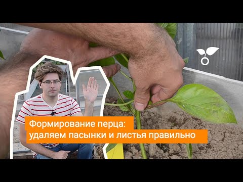 Видео: Формирование перца: удаляем пасынки и листья правильно