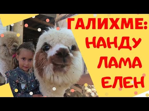 Видео: Зоокът Алис в село Лесковец