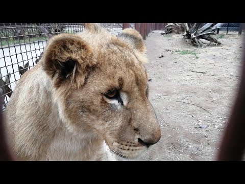 Видео: Львенок Шерхан из Тайгана стал минской телезвездой! А еще он научился запрыгивать на полки.