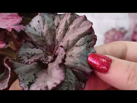 Видео: С наступающим старым Новым годом!