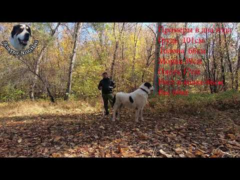 Видео: Динамика роста волкодава.  Промеры Сакара в три года.