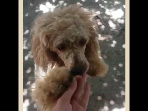 Видео: Клип с Боней на песню ,, Рыжик" Юлия Началова