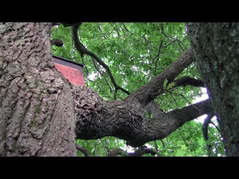 Видео: Третий рой прилетел на пасеку. Осмотр магазинов и пересадка роя.