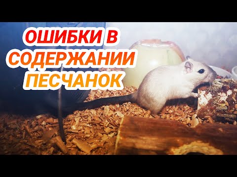 Видео: Ошибки в содержании песчанок. Монгольские песчанки