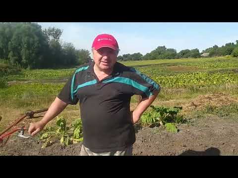 Видео: копаю картошку транспортерной копалкой на тяжелом грунте!