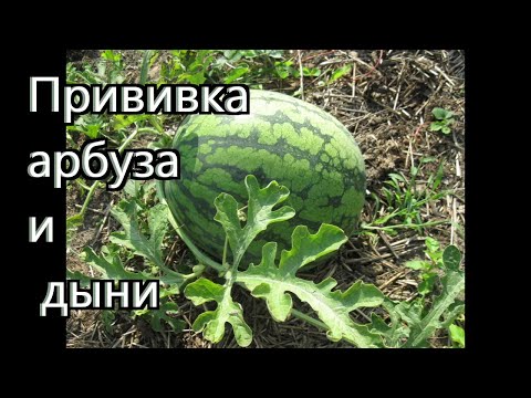 Видео: Как я прививаю арбузы и дыни.