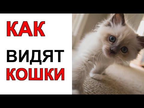 Видео: 👁️ Почему глаза кошек СВЕТЯТСЯ в темноте РАСКРЫВАЕМ тайну!