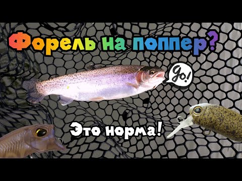 Видео: ЛОВЛЯ ФОРЕЛИ НА ПОППЕР. Осенняя рыбалка на поверхностные приманки.