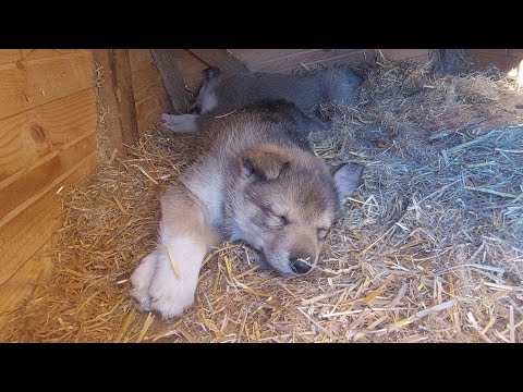 Видео: Щенки ушли из вольера/ Поиск/Спасение/