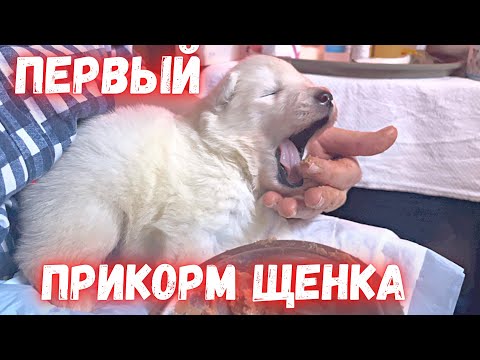 Видео: Первый прикорм щенка! Royal Canin Starter Mousse