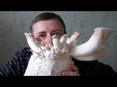 Видео: Эринги - пришелец из космоса. Королевская вешенка!